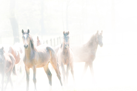 IMPRESSIONISTIC HORSES