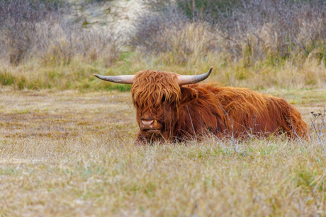 Schotse Hooglander
