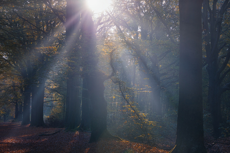 Zon in het bos