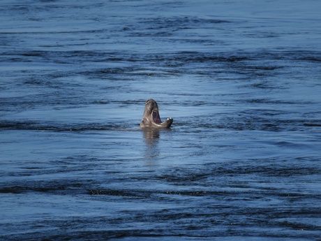 Niet scherp....wel slaapverwekkend