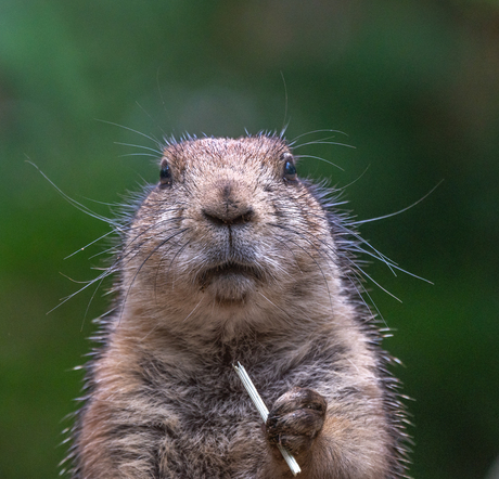 Prairiehondje