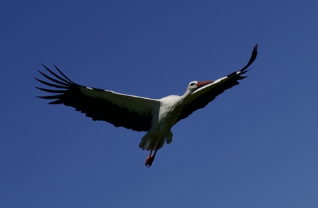De ooievaar 