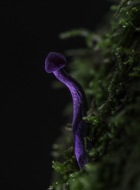 purper