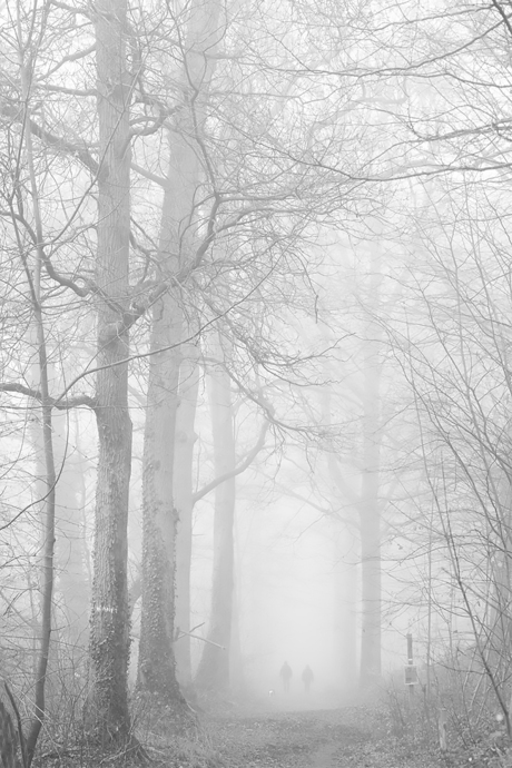 Mist in het Stammenderbos