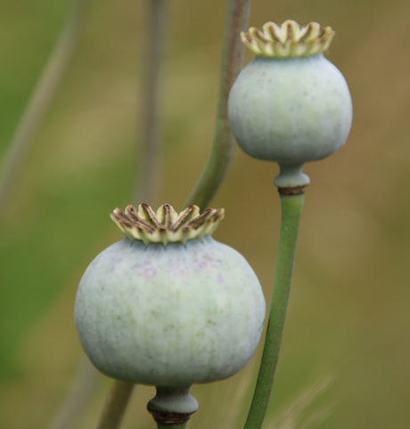 Zaaddozen van Papaver "Lilac Pompon"