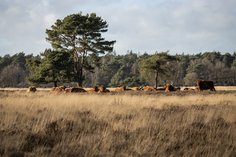 Schotse hooglanders 