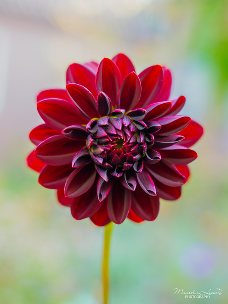 Dahlia