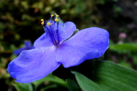 Mooi blauw