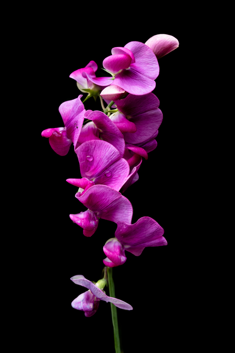 lathyrus latifolius