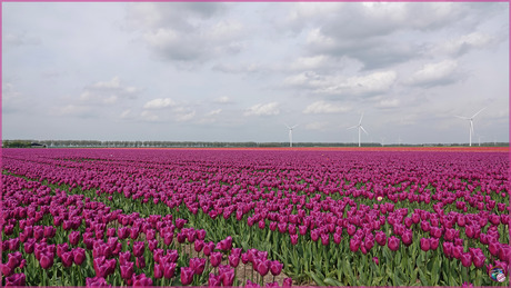 Tulpenvelden …