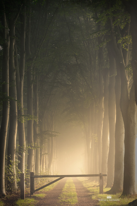 Mist in het bos 