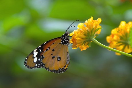 Kleine monarchvlinder 