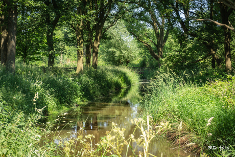 Bruggetje in het groen 