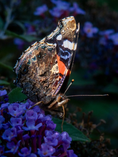 Vlinder met roltong