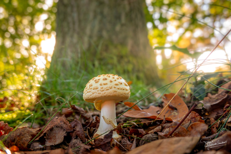 Herfst in het bos