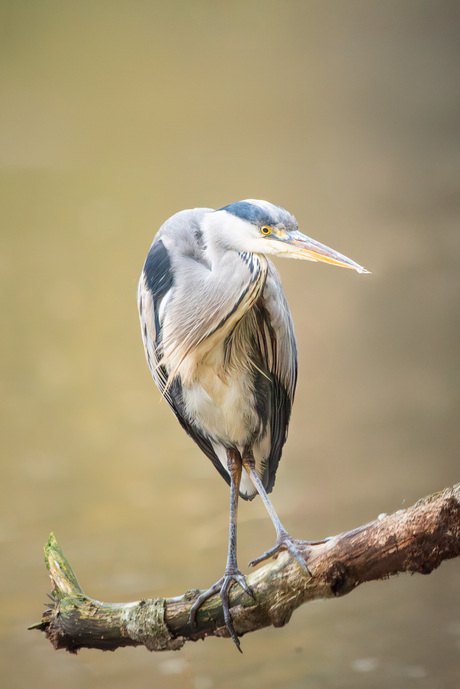 blauwe reiger op takje