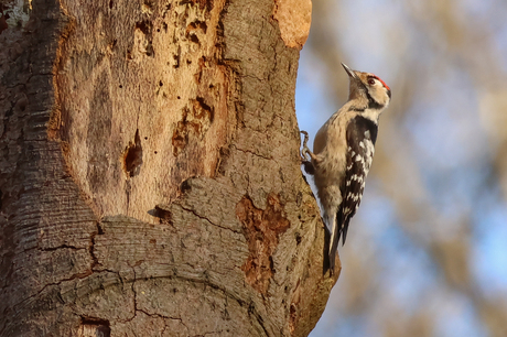Kleine bonte specht man