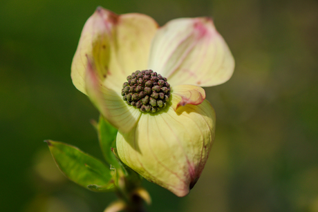 Waar details tot bloei komen