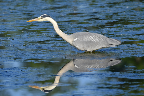 Blauwe Reiger