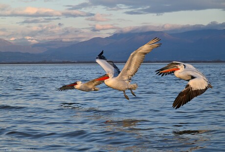 Kerkini Lake Fight