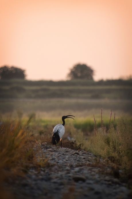 Wilde ibis in magisch ochtend licht
