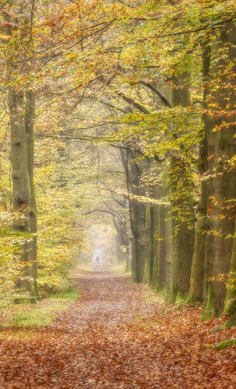 Herfstlaantje