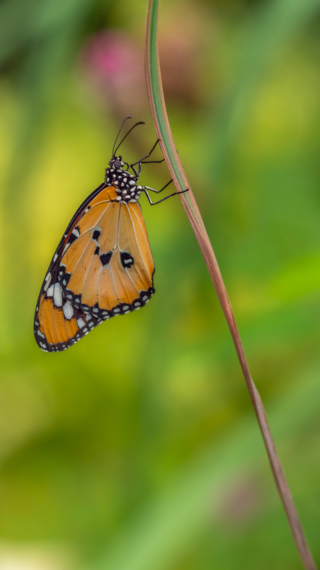 Monarchvlinder  