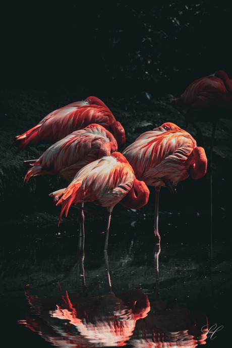 Flamingo's in water