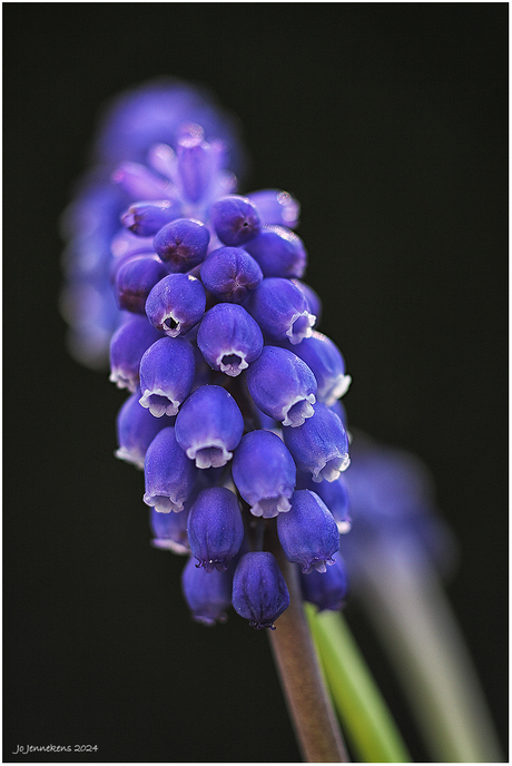 Muscari latifolium