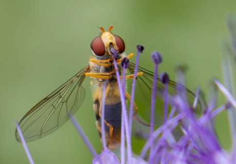 Mooie Bij, die eigenlijk een vlieg is