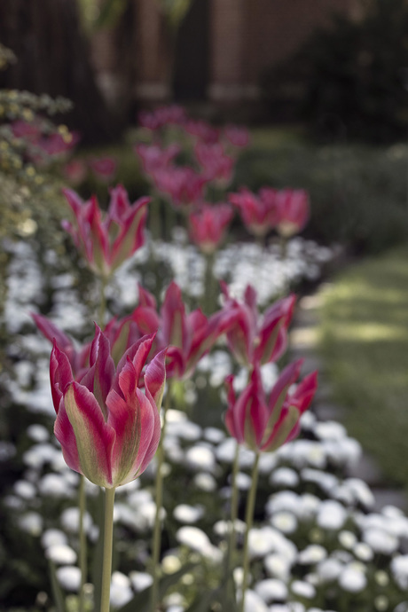 Tulpen