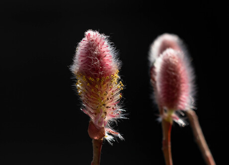Roze katjes