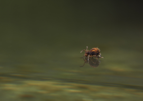 springstaartje met water”poepje”.