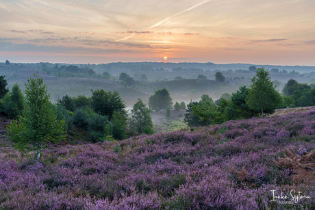 Zonsopkomst bij een paars Herikhuizerveld