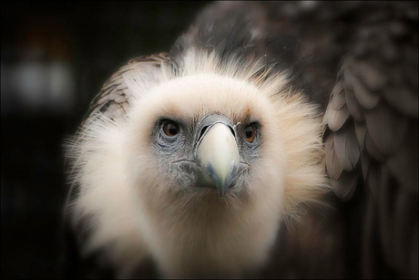 imponerend vind ik ze.................................