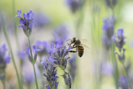 Bee happy