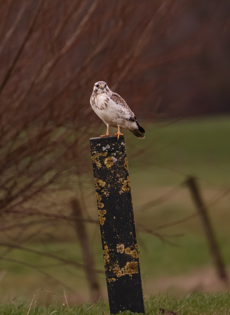 Buizerd 