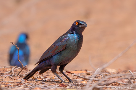 Greater blue-eared starling