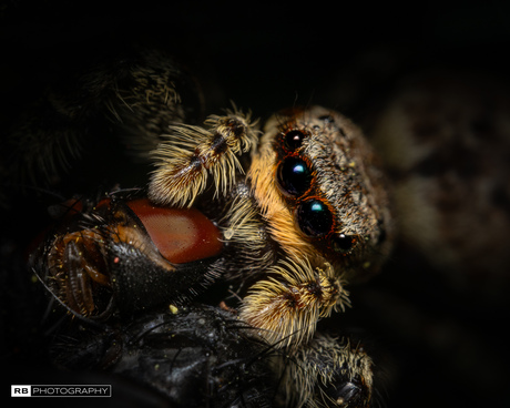 Jumping spider