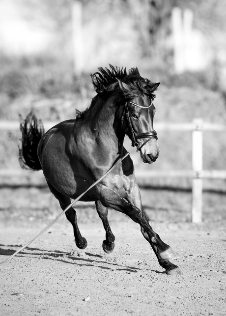 Longeren in volle galop