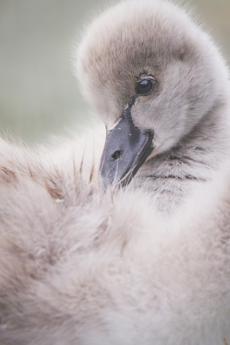 Een klein vleugje lente