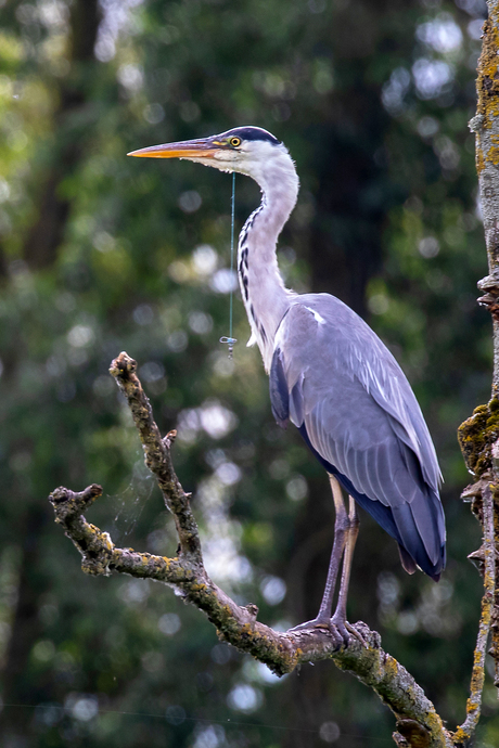 BLauwe reiger met vistuig