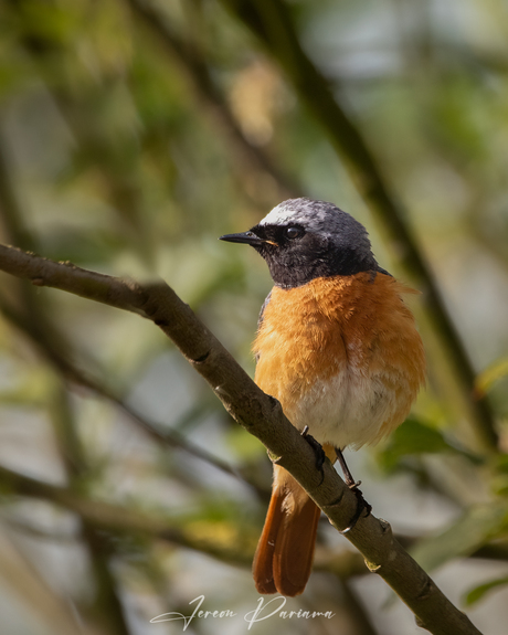 Gekraagde roodstaart
