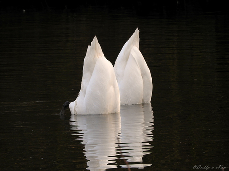 Zwanen ondersteboven