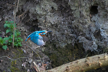 IJsvogel 