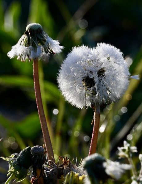 paardebloem