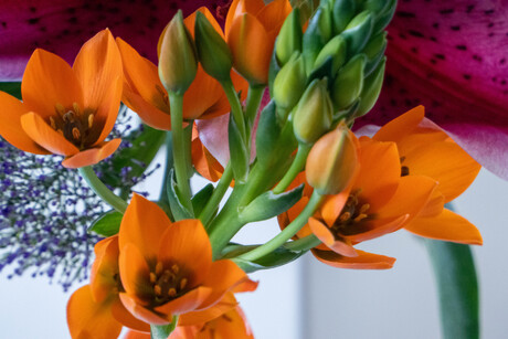 Oranje bloemen