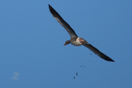 Gans in vlucht