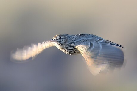 Leeuwerik in de vlucht