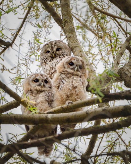 Moeder bosuil en haar kroost
